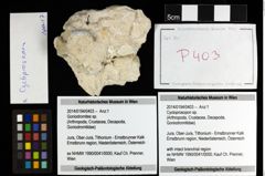 Foto (Objekt + Etiketten) von Cycloprosopon sp. 